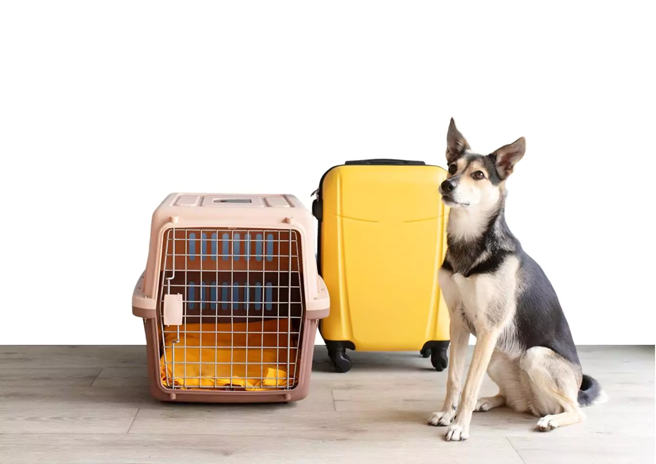 pet transport bahrain dog