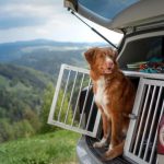 How Safe Is International Pet Relocation? Here’s How We Keep Your Pet Comfortable Every Step of the Way